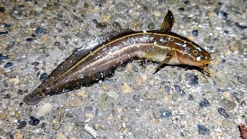 ゴンズイの釣果