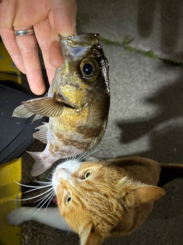 メバルの釣果