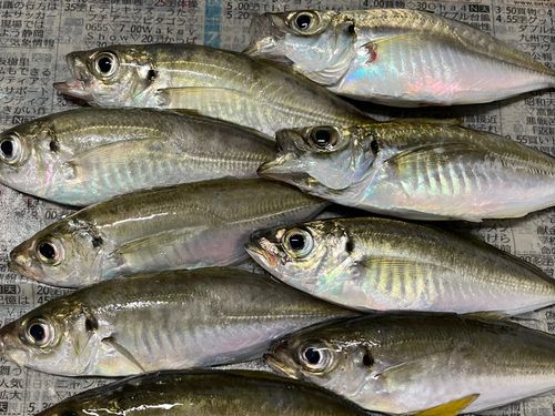 アジの釣果