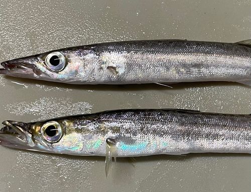 カマスの釣果