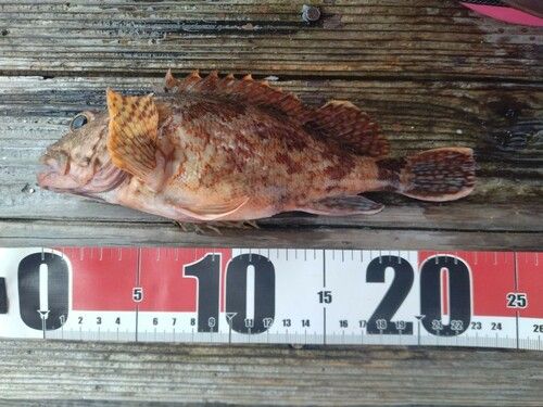 カサゴの釣果