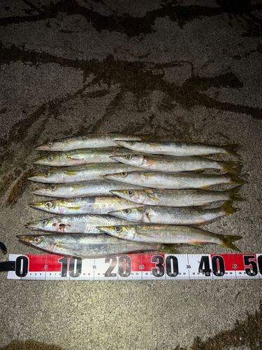 カマスの釣果