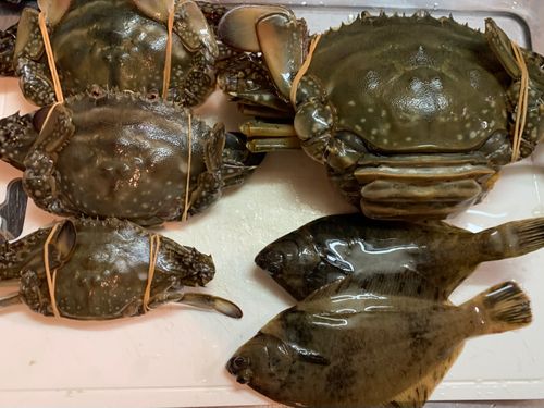 ワタリガニの釣果