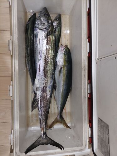 サワラの釣果