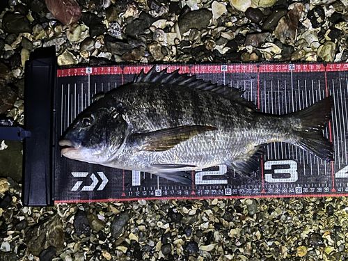 クロダイの釣果
