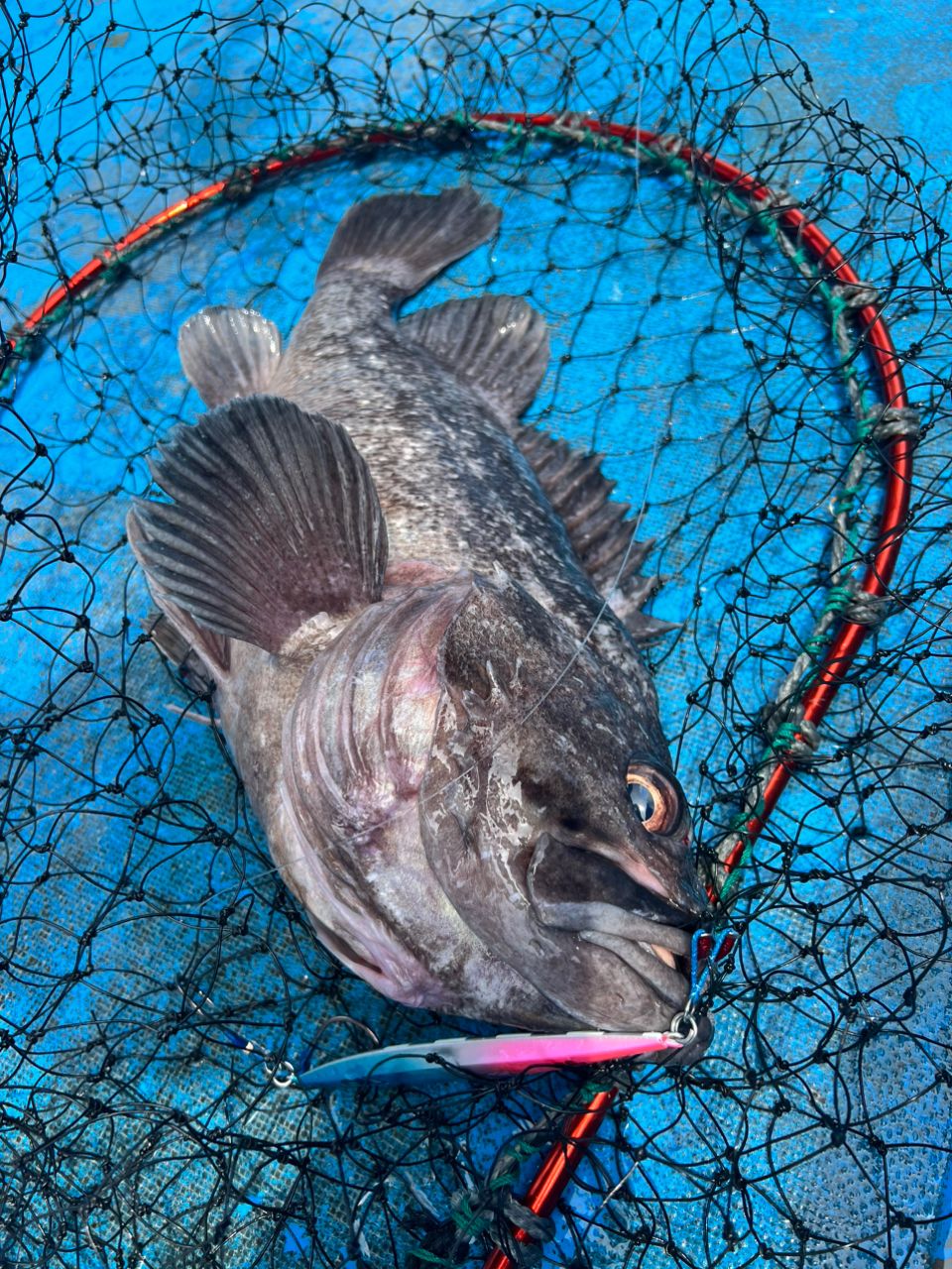 DAIWA UVF ソルティガ センサー 12 ブレイド EX +Si 1.2号/27.0lb/5色