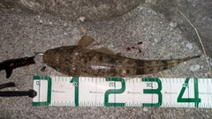 マゴチの釣果