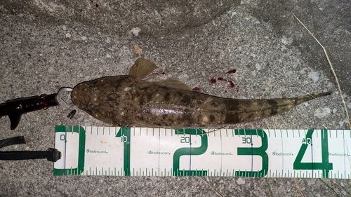 マゴチの釣果