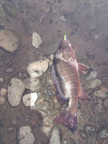 マングローブジャックの釣果