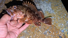 ガシラの釣果