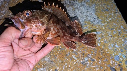 ガシラの釣果