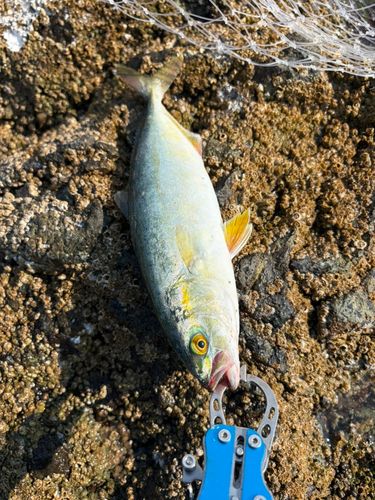 フクラギの釣果