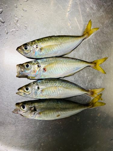 マアジの釣果