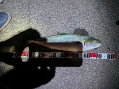 ワラサの釣果