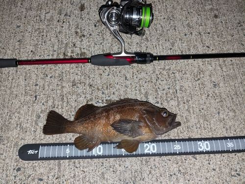ガヤの釣果