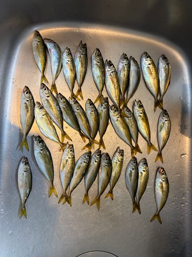 アジの釣果