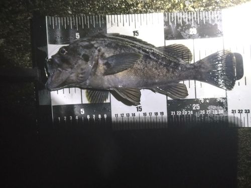 クロソイの釣果