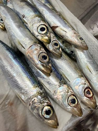 ウルメイワシの釣果