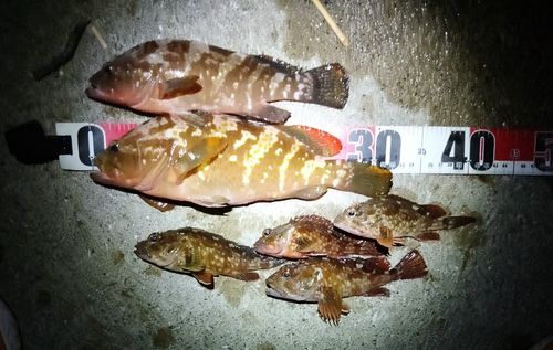 アコウの釣果
