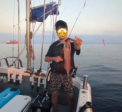 ケンサキイカの釣果