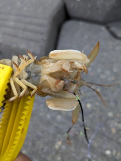 シャコの釣果
