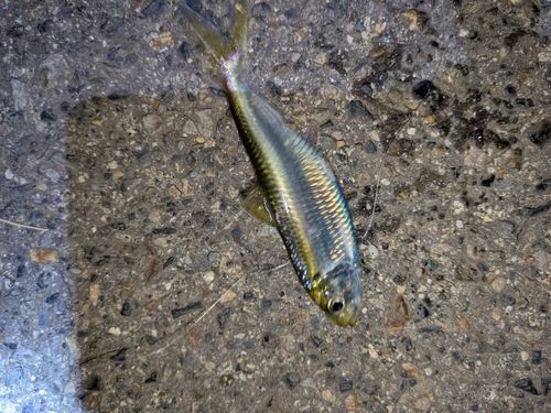 サッパの釣果