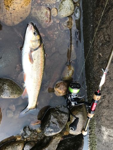 ウグイの釣果