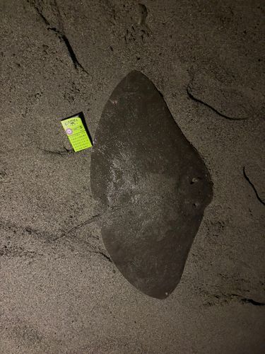 ツバクロエイの釣果