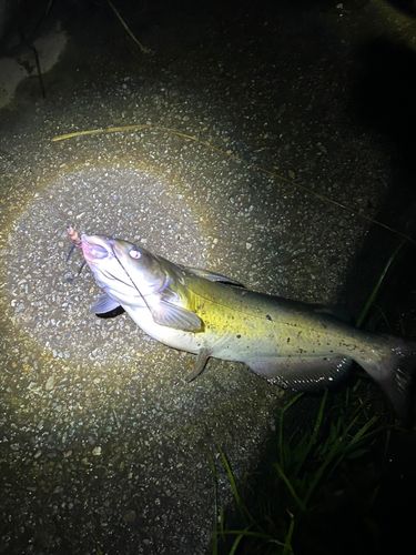 アメリカナマズの釣果