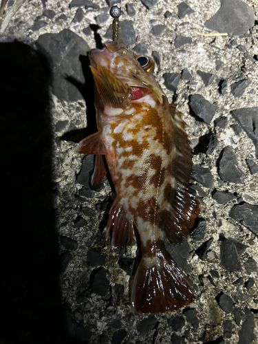 カサゴの釣果