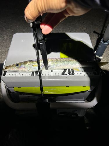カマスの釣果