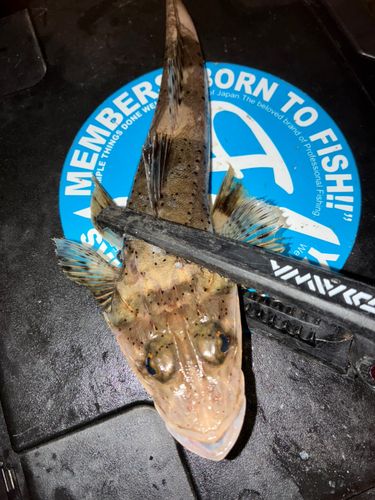 イネゴチの釣果