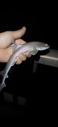 ホシザメの釣果