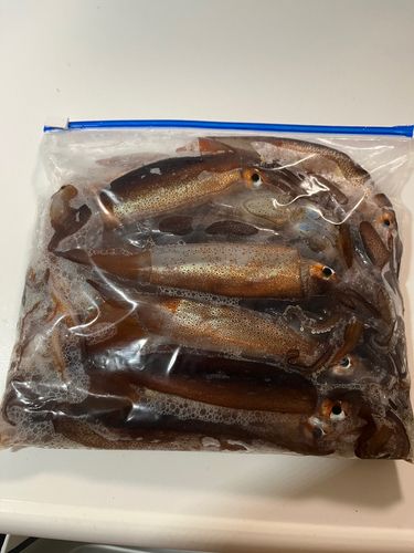 スルメイカの釣果