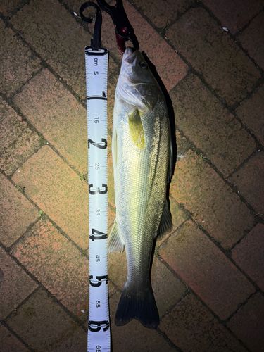 シーバスの釣果