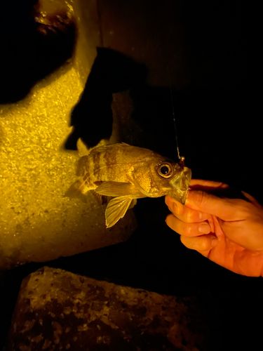 メバルの釣果