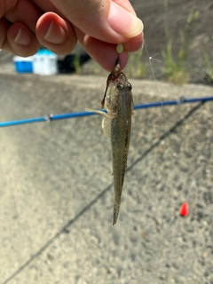 ハゼの釣果