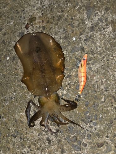 アオリイカの釣果