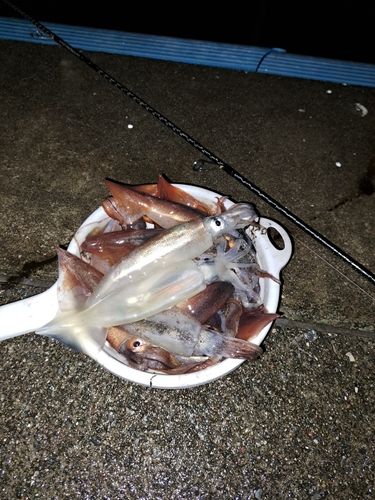 スルメイカの釣果
