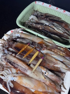 スルメイカの釣果