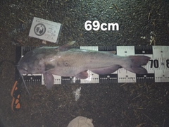 アメリカナマズの釣果
