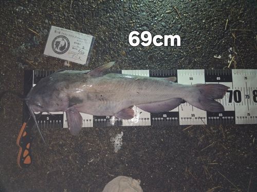 アメリカナマズの釣果