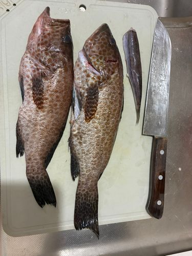 オオモンハタの釣果