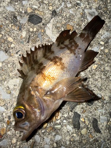 メバルの釣果