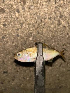 マアジの釣果