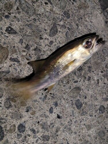 クロムツの釣果