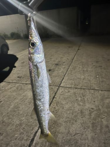 カマスの釣果