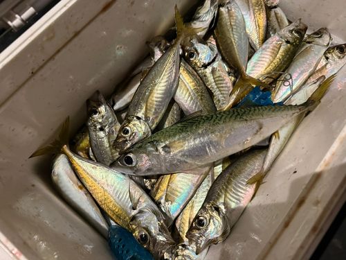 マアジの釣果