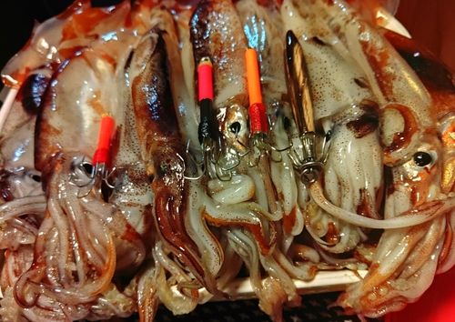 スルメイカの釣果