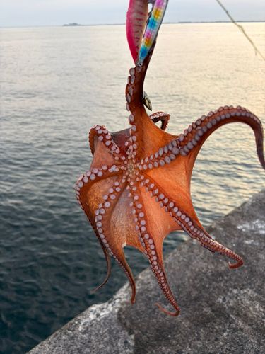 タコの釣果